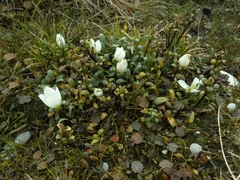 Gentianella saxosa