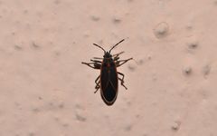 Melacoryphus circumlitus