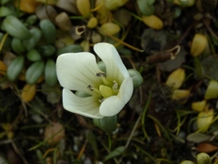 Gentianella saxosa
