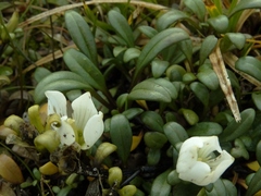 Gentianella saxosa