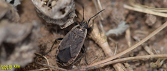 Pyrrhocoris