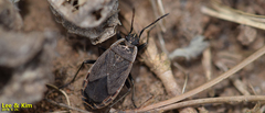 Pyrrhocoris