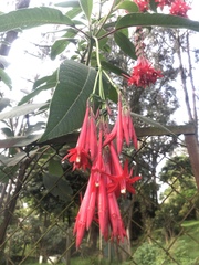 Fuchsia boliviana
