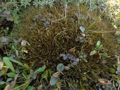 Oreobolus pectinatus