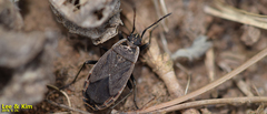 Pyrrhocoris