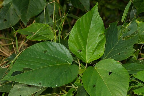 Acalypha grandis observed 2017-05-17