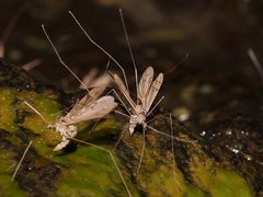 Antocha australiensis