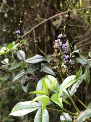 Fuchsia boliviana
