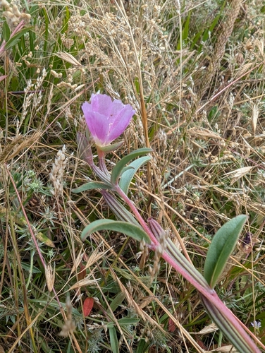 Davy's clarkia (Clarkia davyi)