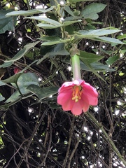 Fuchsia boliviana