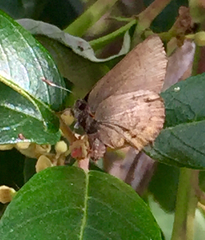 Callophrys augustinus iroides