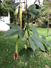 Fuchsia boliviana