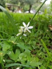 Chlorophytum comosum