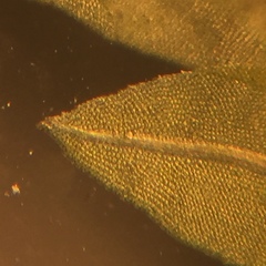 Fissidens osmundioides