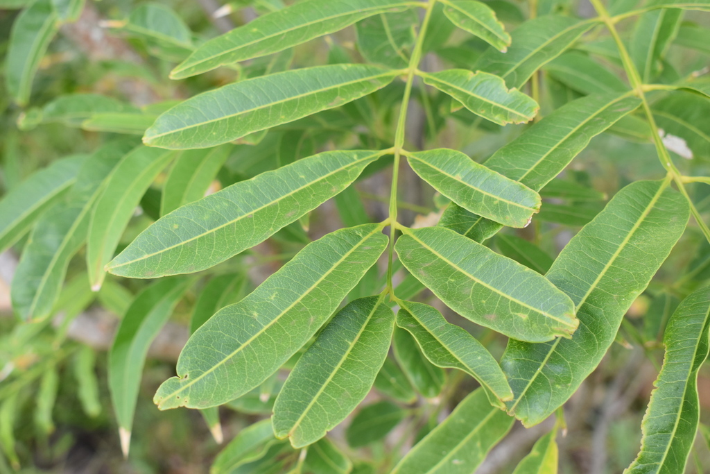 Sapindus marikuru