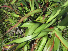 Watsonia bachmannii