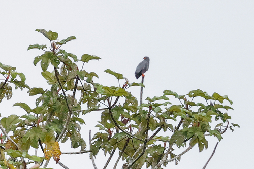 Slender-billed Kite (Helicolestes hamatus), photo 6