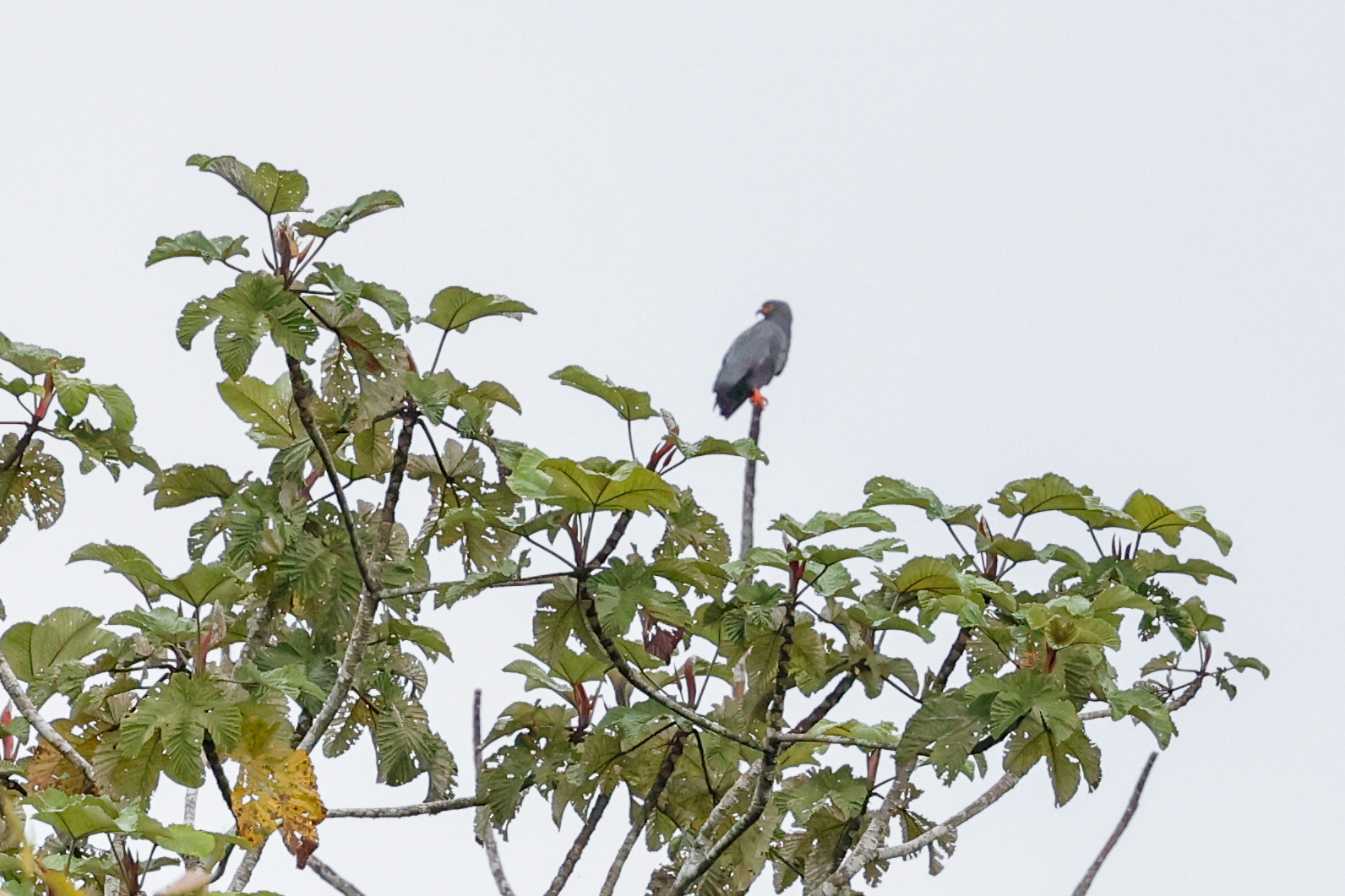 Slender-billed Kite (Helicolestes hamatus), photo 9