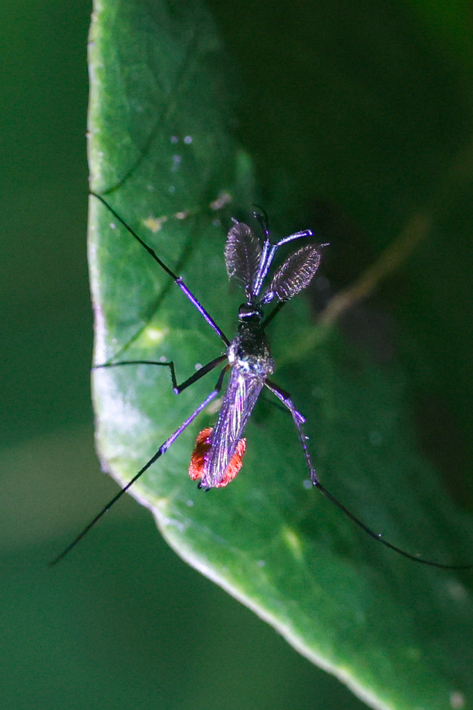 Toxorhynchites haemorrhoidalis haemorrhoidalis