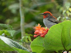 Cardinal Myzomela photo 4