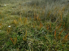 Libertia peregrinans