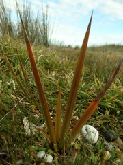 Libertia peregrinans