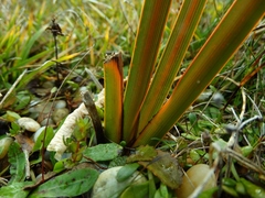 Libertia peregrinans