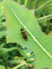 Chloromyia formosa