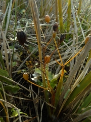 Libertia peregrinans