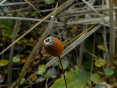 Libertia peregrinans