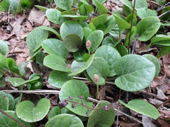 Pyrola asarifolia incarnata