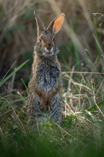 Swamp Rabbit photographed in Oklahoma