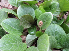Pyrola asarifolia incarnata