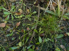 Schoenus maschalinus