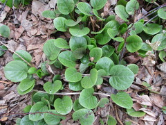 Pyrola asarifolia incarnata