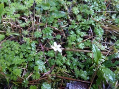 Ellisiophyllum pinnatum