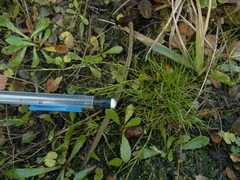 Schoenus maschalinus