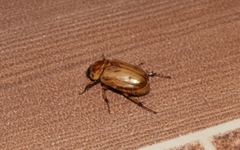 Cyclocephala lunulata