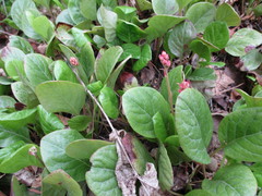 Pyrola asarifolia incarnata