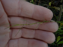 Schoenus maschalinus