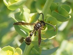 Australozethus tasmaniensis