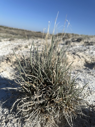 Image of Ivesia kingii by (c) Matt Berger, some rights reserved (CC BY)