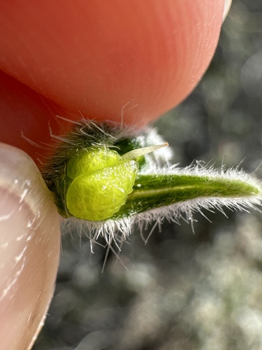 Image of Oreocarya virginensis by (c) Matt Berger, some rights reserved (CC BY)