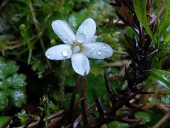 Ellisiophyllum pinnatum