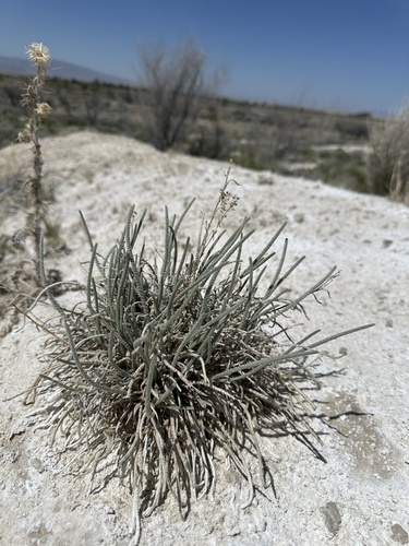 Image of Ivesia kingii by (c) Matt Berger, some rights reserved (CC BY)