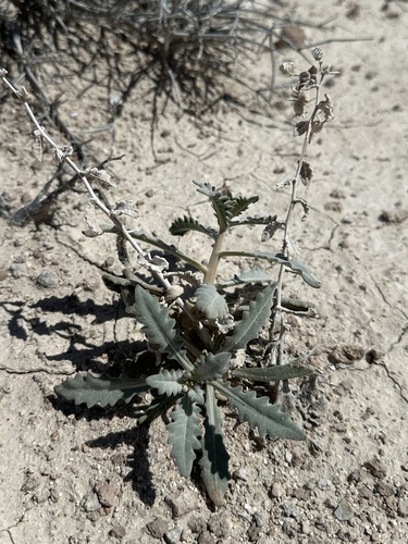 Ash Meadows blazingstar (Mentzelia leucophylla)