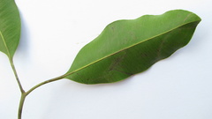 Aspidosperma spruceanum