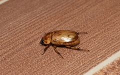 Cyclocephala lunulata