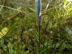 Schoenus concinnus