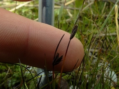 Schoenus concinnus